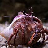 What to Feed Hermit Crabs as Pets