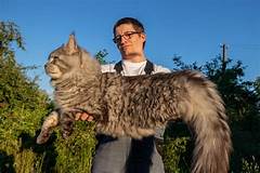 What is the Largest Breed of Pet Cat?