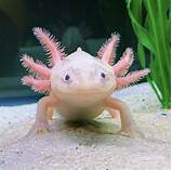 Where Can I Buy a Pet Axolotl?