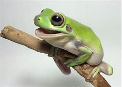 Where to Buy a Pet Frog