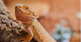 Exotic Pets: Understanding the Fascination and Responsibilities