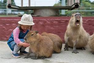 Where Can You Pet Capybaras?