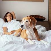 Which Motels Are Pet Friendly?