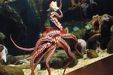 Where Can You Buy a Pet Octopus?