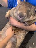 Where Can I Get a Pet Wombat?