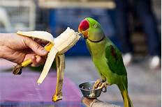 What Do Pet Birds Eat?