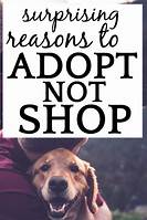 Why Should You Adopt a Pet?