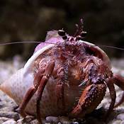 What to Feed Pet Hermit Crabs