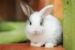 Where to Buy Pet Rabbits