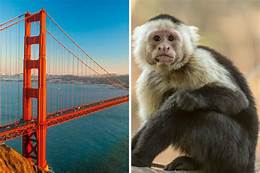 What States Can You Have a Pet Monkey?