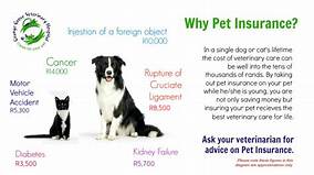 Why Pet Insurance
