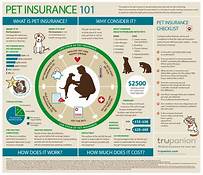 What Does Pet Insurance Do?