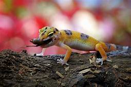 What Do Pet Geckos Eat?