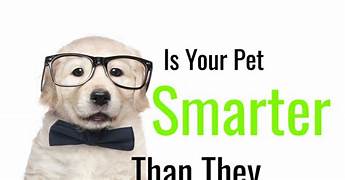 What Pet Is Smarter Than a Dog?