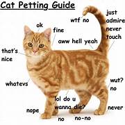 Why Does My Cat Hate Being Pet?