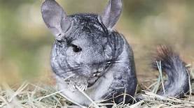 What Are Chinchillas Like as Pets