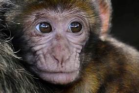 What Are the Best Monkeys for Pets?