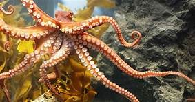 Where to Get a Pet Octopus