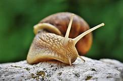 What Do Snails Eat as Pets?