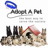 Where to Post Pets for Adoption