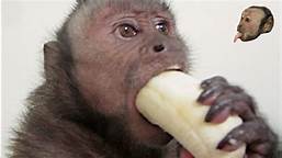 What Do Pet Monkeys Eat?