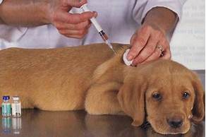 Where to Get Free Pet Vaccinations