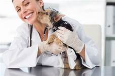 What Is a Pet Doctor Called?