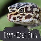 What Is an Easy Pet to Take Care Of?