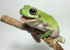 Where Can I Buy a Pet Frog?