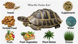 What Does a Pet Tortoise Eat?