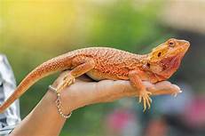 What Lizards Make Good Pets?