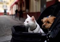 What Happens to Pets When Couples Break Up