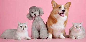 What Pet Is Best for Me Quiz