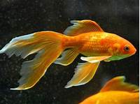 What Fish Lives the Longest for a Pet?