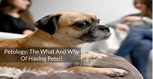 Why Are Pets Called Pets?