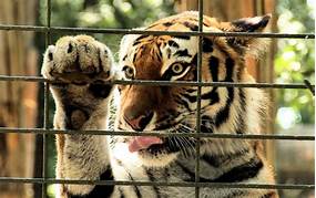 Why Should Exotic Animals Not Be Kept as Pets?