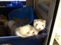 What Pet Stores Sell Ferrets?