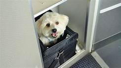 What Airlines Accept Pets?