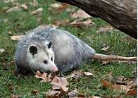 What States is it Legal to Have a Pet Opossum?