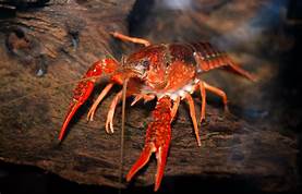 What to Feed a Pet Crayfish