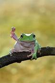 What is the Best Frog to Have as a Pet?