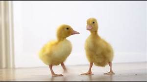 Where Can I Get a Pet Duckling?