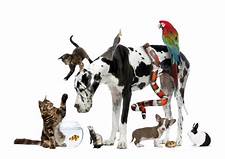 What Is the Most Common Pet in the World?