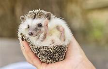 Where to Purchase a Hedgehog as a Pet