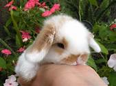 Where to Buy Pet Rabbits Near Me