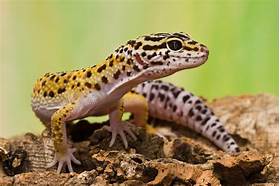 Where Do Leopard Geckos Like to Be Pet?