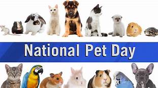 When is International Pet Day?