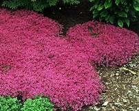 Is Red Creeping Thyme Safe for Pets?