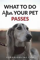 What to Say When a Pet Passes