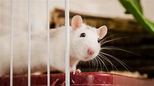 Where to Buy a Pet Rat